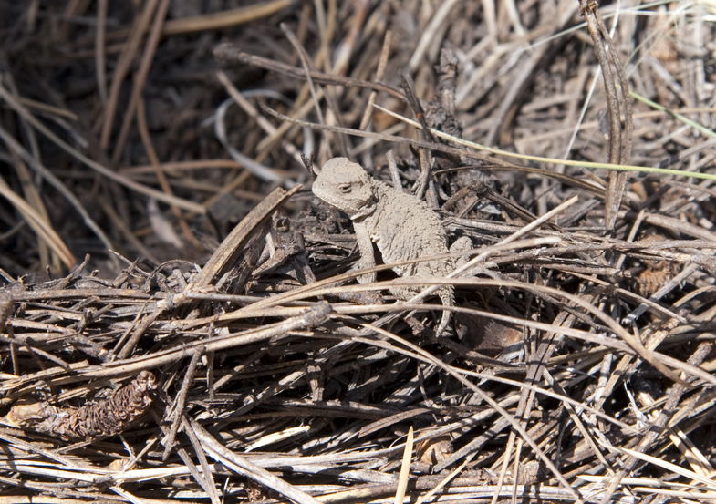 On a slope of the Peaks, 2009
Very tiny toad, hardly 1 inch / environ 2 cm
Keywords: arizona;san francisco peaks;©photo Christine Prat