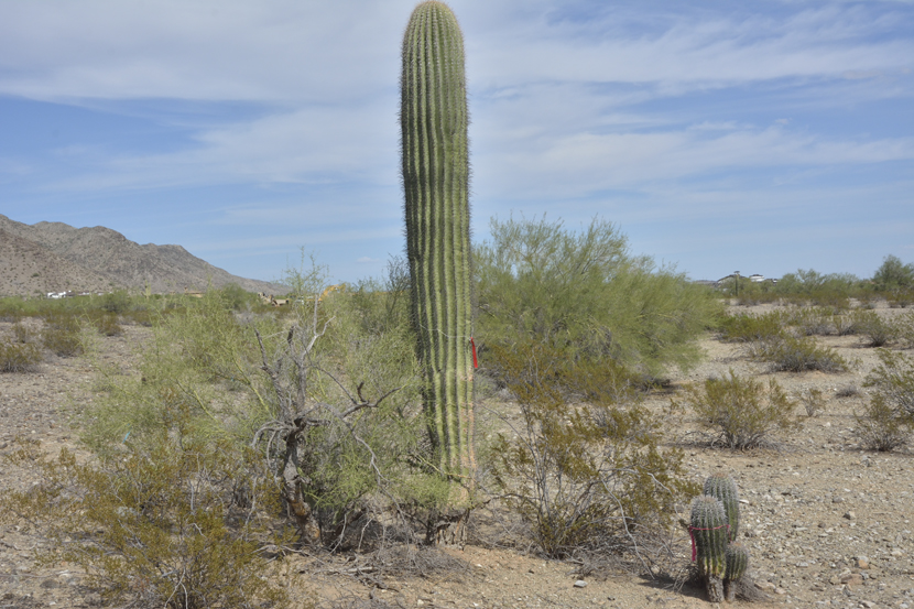 La Montagne du Sud, Territoire Akimel O'odham, Arizona, le ruban rouge marque les cactus devant être détruits (2015)
