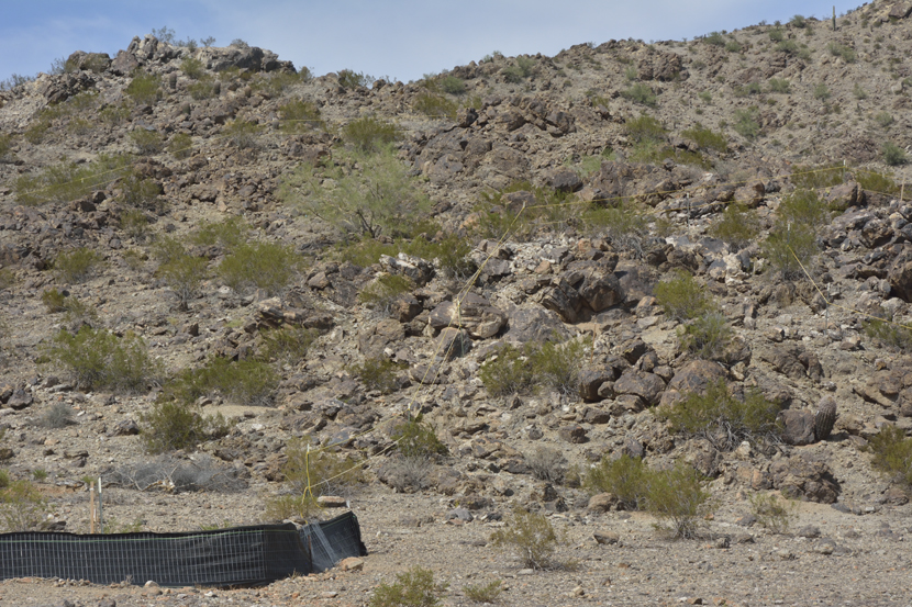 La Montagne du Sud, Territoire Akimel O'odham, Arizona, les cordelettes jaunes indiquent ce qui doit être détruit (2015)
