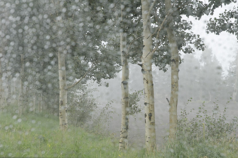 Sept. 2012
Ces arbres rares dont beaucoup ont été abattus pour faire de la place à Snowbowl
