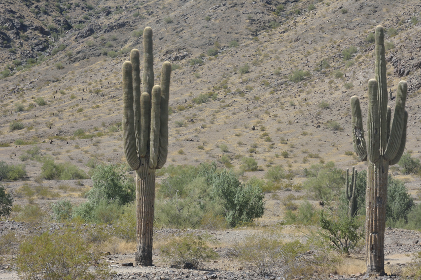 Grâciés... 2 Octobre 2017, ces cactus ont survécu
Sur la photo de 2015, les cactus marqués d'un ruban rouge devaient être détruits. La portion de montagne des photos de 2015 est détruite, les plantes aussi, mais ces 2 cactus ont été transportés de l'autre côté et 'sauvés'...
