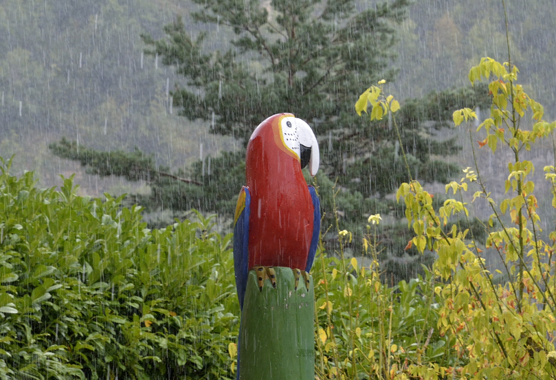 This parrot is absolutely wet
Le Rozier, Lozère, août 2018
Keywords: le Rozier;gorges de la Jonte;photo Christine Prat;christine prat photography