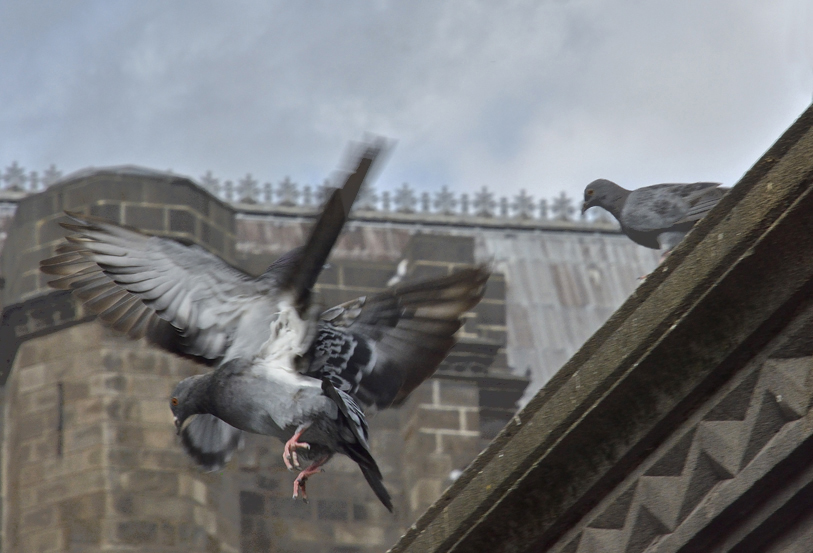 Pigeons de Clermont-Ferrand
Keywords: pigeons;Clermont-Ferrand;pigeons Clermont-Ferrand;vieille ville de Clermont;©photo Christine Prat;Christine Prat photography