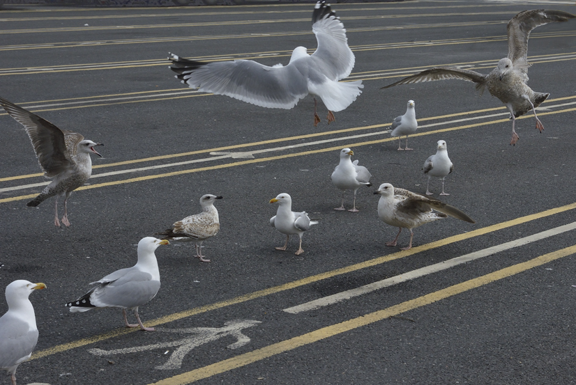 Show down Seagulls Goelands / Affrontement mouettes goélands
Keywords: Dover;mouettes;goélands;oiseaux;birds;©photo Christine Prat;Christine Prat photography