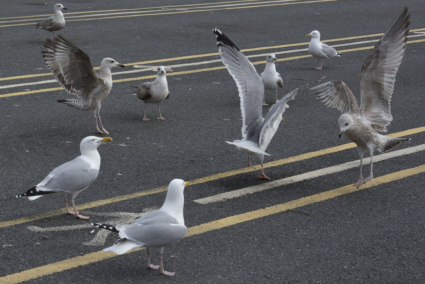 Show down Seagulls Goelands / Affrontement mouettes goélands
Dover
Which group is for the brexit?
Keywords: Dover;mouettes;goélands;oiseaux;birds;©photo Christine Prat;Christine Prat photography