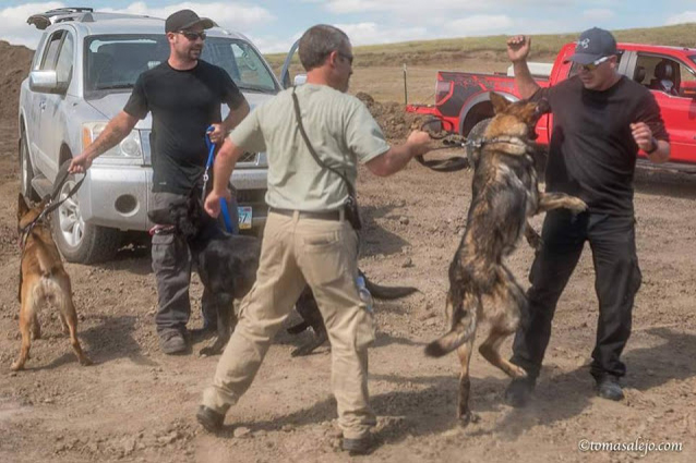 standingrockdogs4-9-2016d